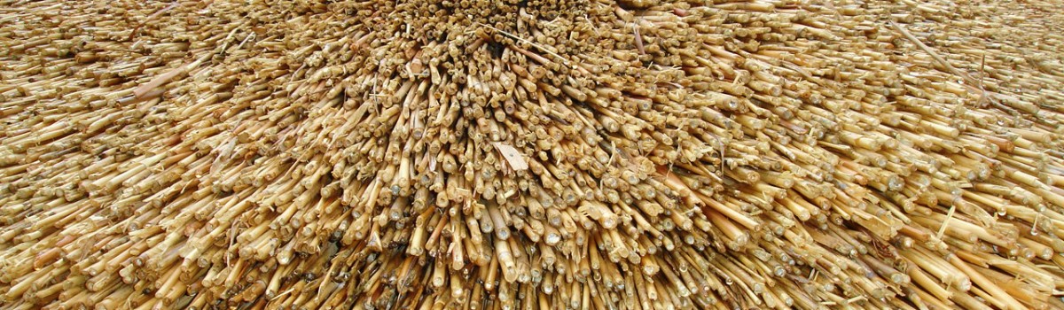 lapa thatch